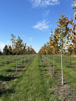 Tilia americana 'McKSentry' - American Sentry Linden