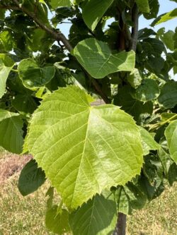 Fresh Foliage on Greenspire Linden