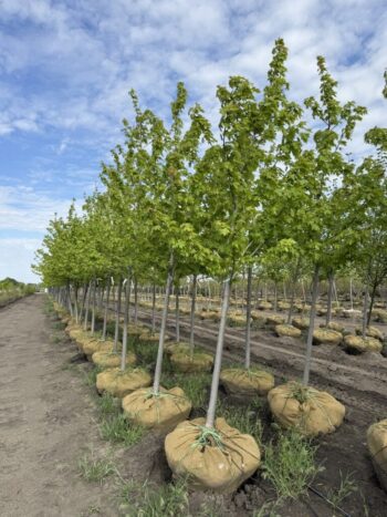 Acer x freemanii 'Jeffersred'