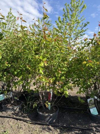 Amelanchier x grandiflora 'Autumn Brilliance'