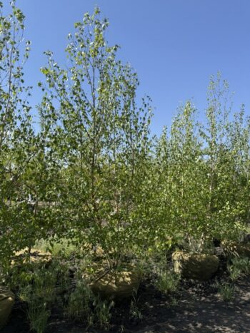Betula populifolia 'Whitespire'
