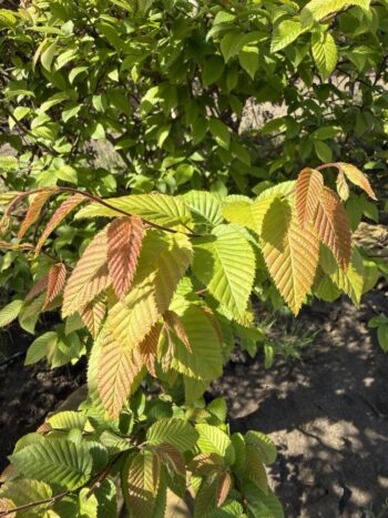 Carpinus caroliniana 'JN Strain'