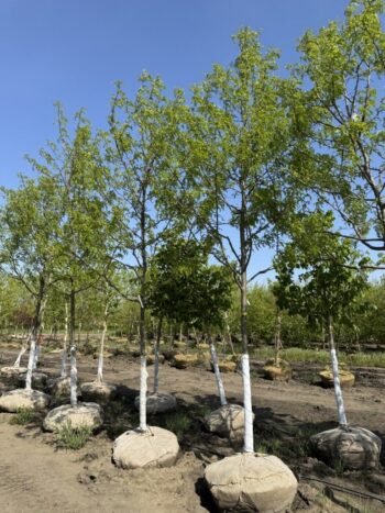 Gleditsia triacanthos 'Skycole'