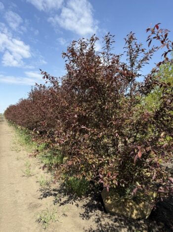 Malus 'JFS-KW5'