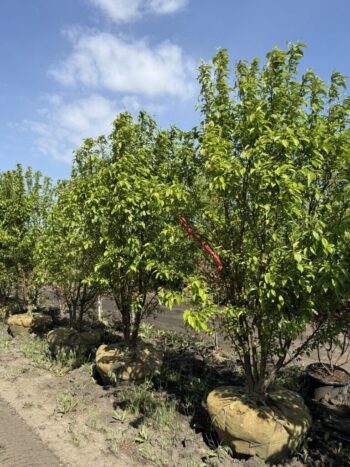 Malus 'Jewelcole'