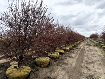 Malus Royal Raindrops Crabapple