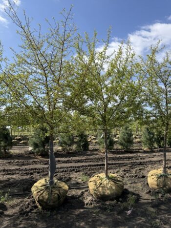 Malus 'Schmidtcutleaf'