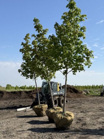 Maples Ready to Load