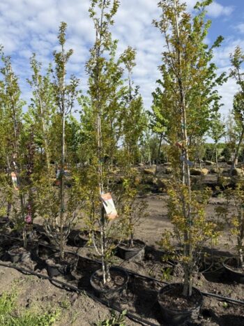 Quercus robur x Q. alba 'JFS-KW1QX'
