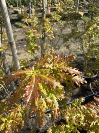 Quercus robur x Q. alba 'JFS-KW1QX'