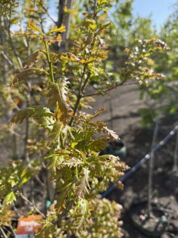 Quercus robur x Q. alba 'JFS-KW1QX'