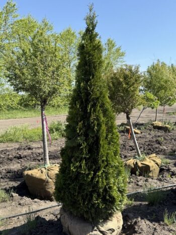 Thuja occidentalis 'Smaragd'