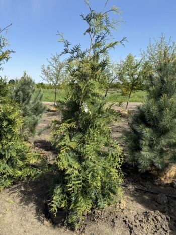 Thuja standishii x plicata 'Green Giant'