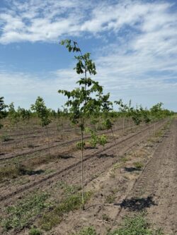 1st Year Hackberry