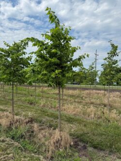 3rd Year Hackberry