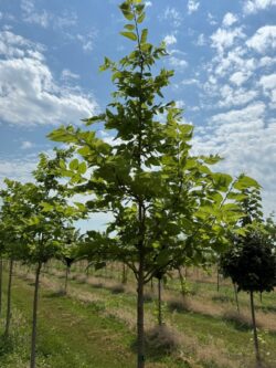 3rd Year Hackberry