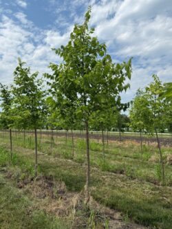 4th Year Hackberry