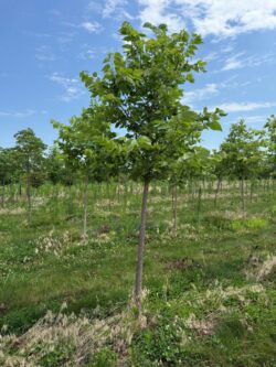 4th Year Hackberry