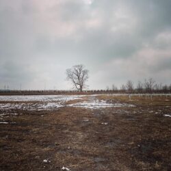 Old Hackberry in January