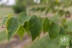 Celtis occidentalis - Common Hackberry