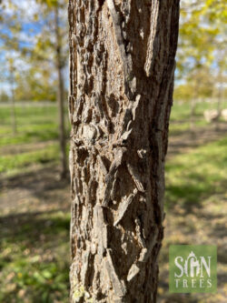 Celtis occidentalis - Common Hackberry