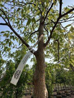 Celtis occidentalis - Common Hackberry