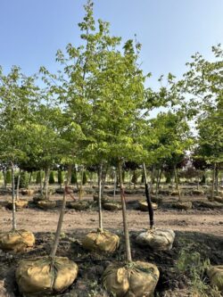 Celtis occidentalis - Common Hackberry