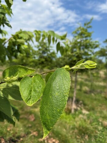 Hackberry Foliage in Summer