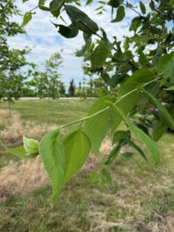Hackberry Foliage in Summer
