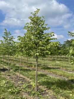 Native Hackberry