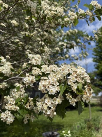 Hawthorn Flowers