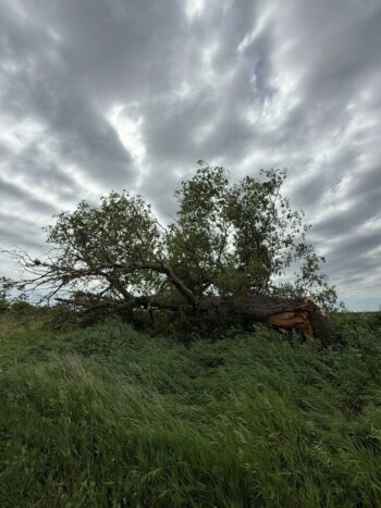 June 2026 Summer Storms