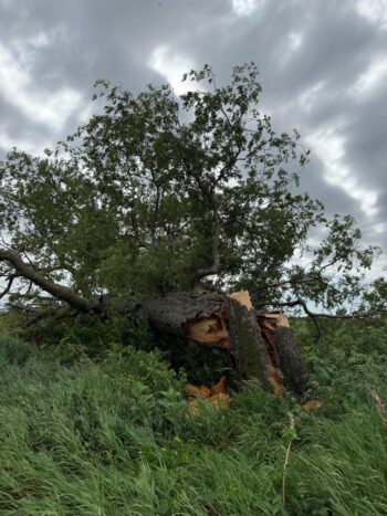 June 2026 Summer Storms