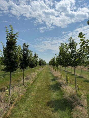 Lindens Ready for Fall Harvest