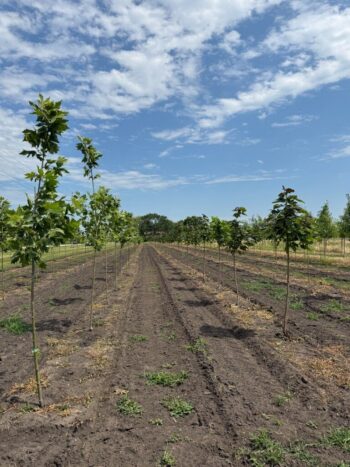 Liner Crop looks Fantastic!