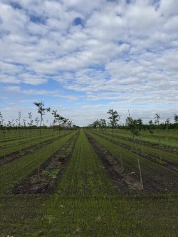 New Liners & Grass Strips