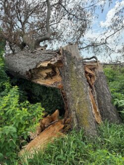 Old Hackberry