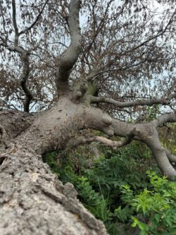 Old Hackberry