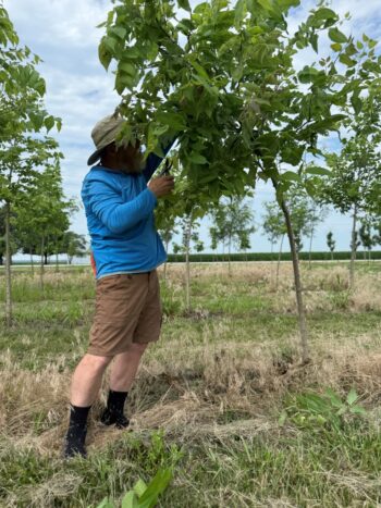 Pruning Hackberry Final Touches