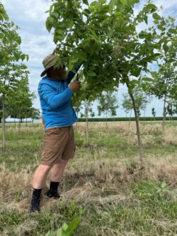 Pruning Hackberry Final Touches