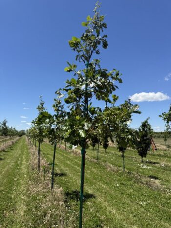 Pruning Oaks