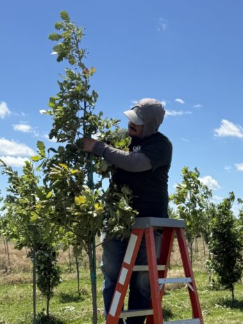 Pruning Oaks