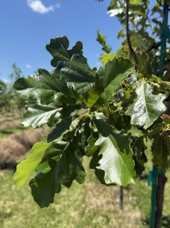 Pruning Oaks