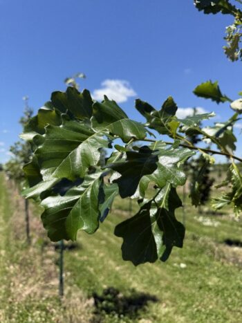 Pruning Oaks