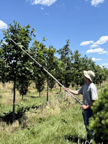Pruning Oaks