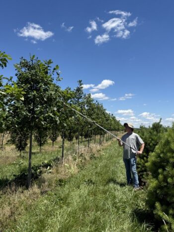 Pruning Oaks
