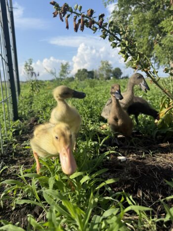 SGN Summer - New Ducks!