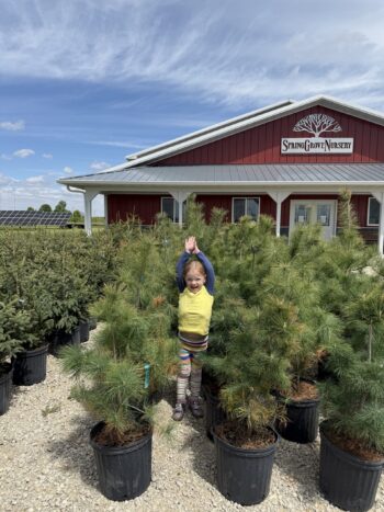 Fernie and her Pines