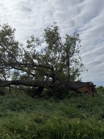 RIP Old Hackberry - no words for this yet...
