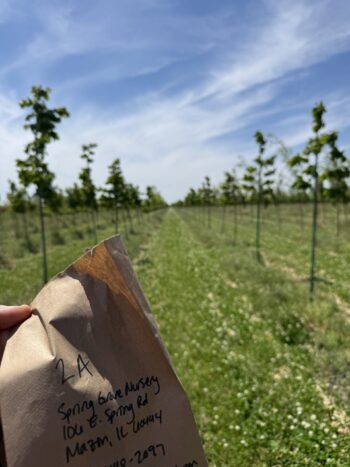 Field Scouting